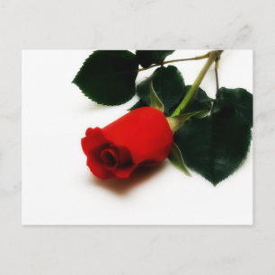Red Rose Postcard