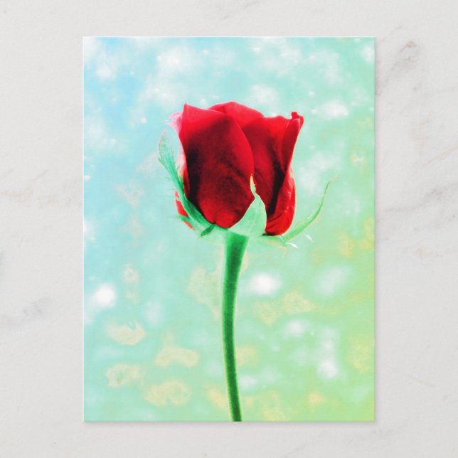 Red Rose Postcard (Front)