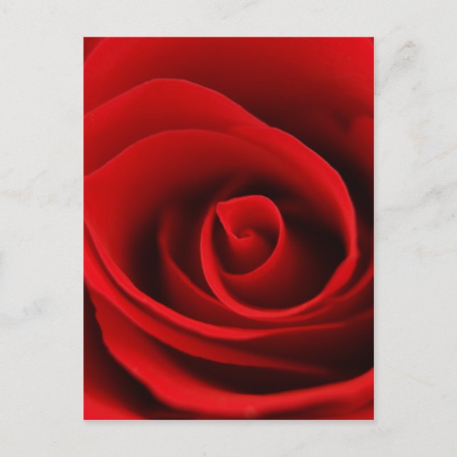 red rose postcard (Front)