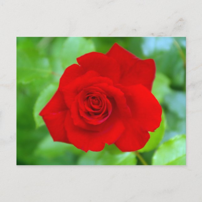 Red Rose postcard (Front)