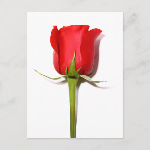 Red Rose Postcard