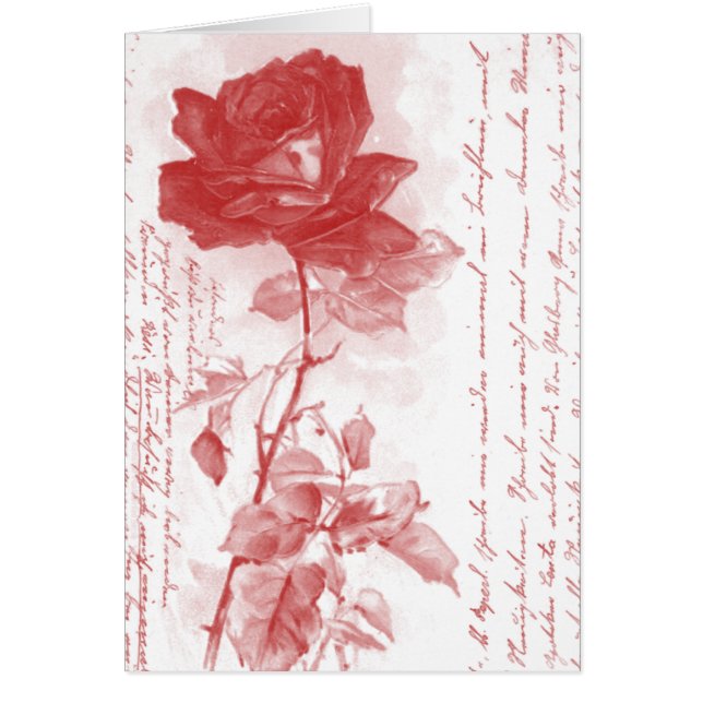 Red Rose Postcard Design (Front)