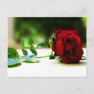 Red Rose Postcards