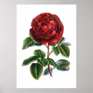 Red rose poster