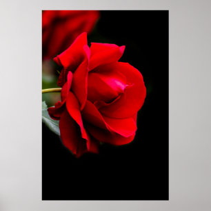 Red rose poster