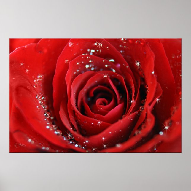 Red Rose Poster (Front)