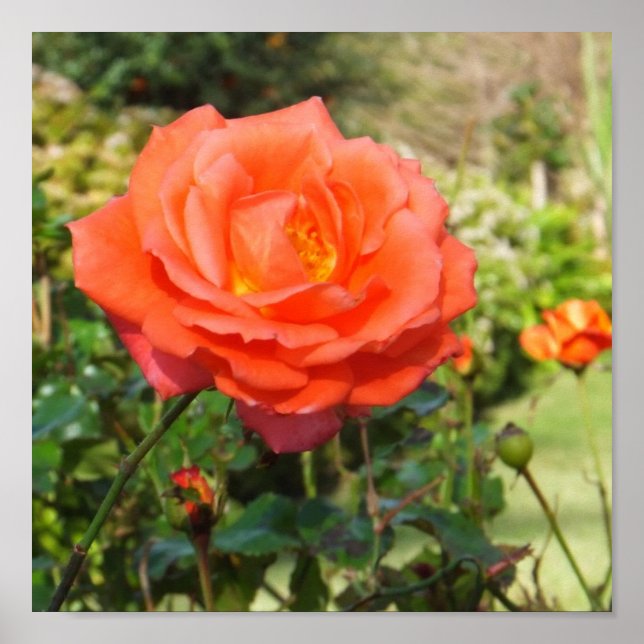 Red Rose poster (Front)