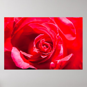 Red rose poster