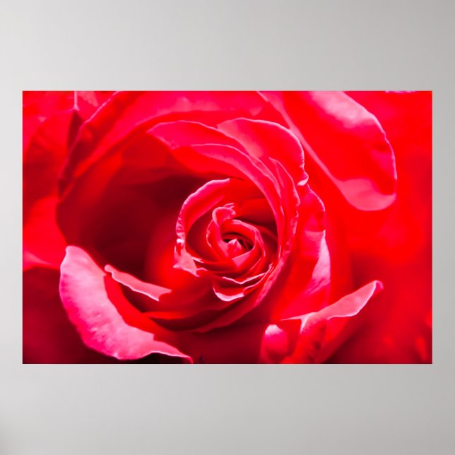 Red rose poster (Front)