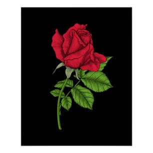 Red rose poster