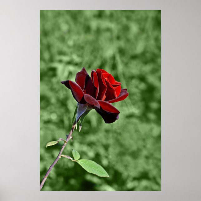 Red Rose Print (Front)