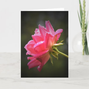 Red Rose & Raindrops, carte