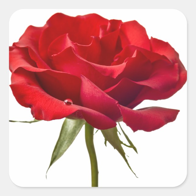 Red Rose - Roses Customized Template Square Sticker (Front)