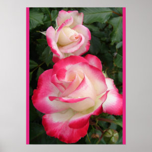 Red Rose Roses Floral Flower Garden Poster