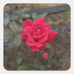 Red Rose Square Sticker