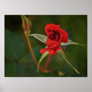 Red Rose starting to bloom Poster