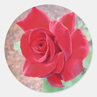 Red rose sticker