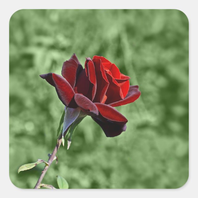 Red Rose Sticker (Front)