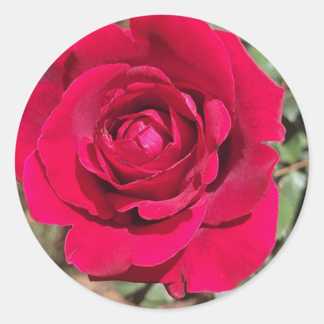 Red Rose Stickers (Front)