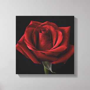Red rose throw pillow canvas print