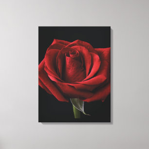Red rose throw pillow canvas print