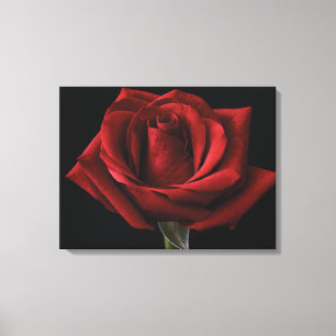 Red rose throw pillow canvas print