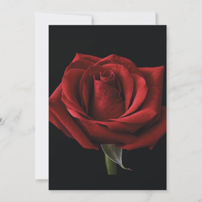 Red rose throw pillow card (Front)