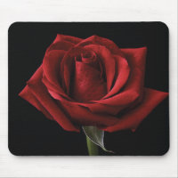 Red rose throw pillow