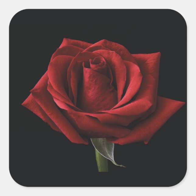Red rose throw pillow square sticker (Front)