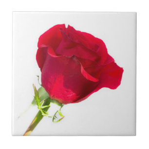Red rose tile