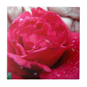 Red Rose Tile