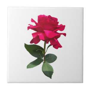 Red rose tile