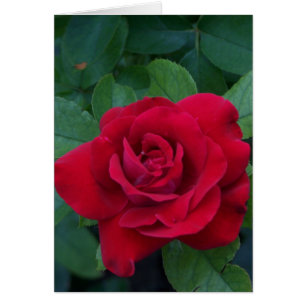 Red Rose Up Close