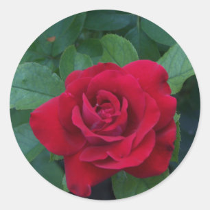 Red Rose Up Close Classic Round Sticker