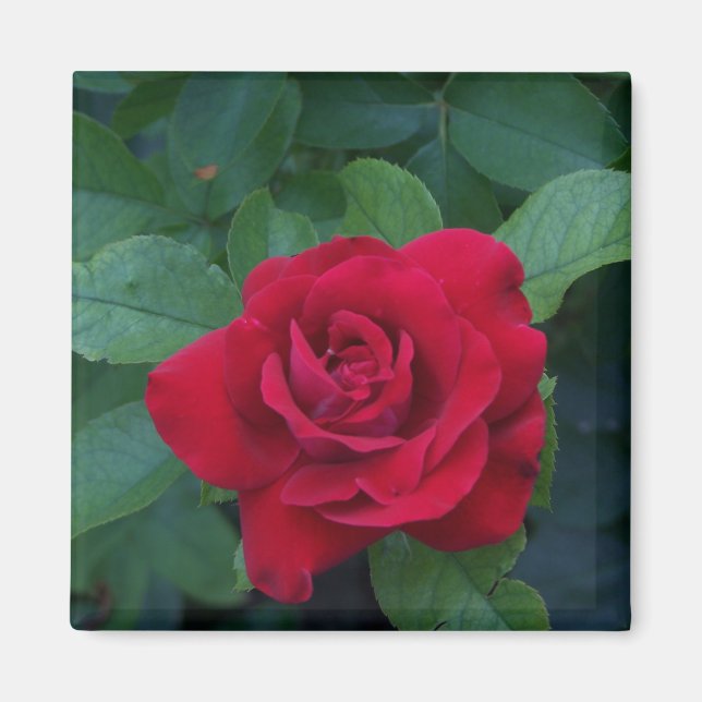 Red Rose Up Close Magnet (Front)