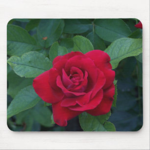 Red Rose Up Close Mouse Pad