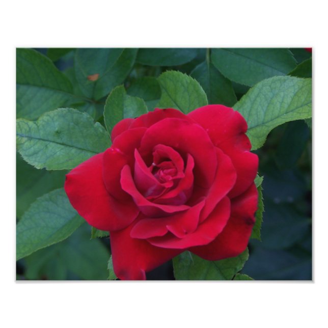 Red Rose Up Close Photo Print (Front)