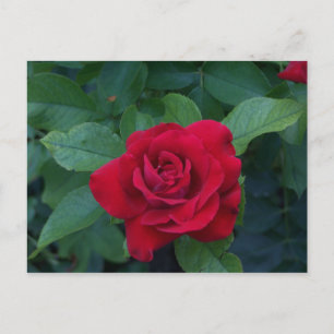 Red Rose Up Close Postcard