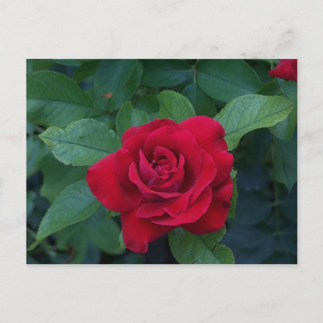 Red Rose Up Close Postcard (Front)