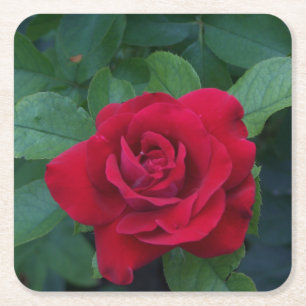 Red Rose Up Close Square Paper Coaster