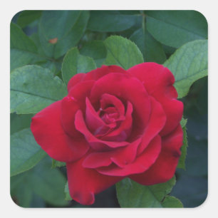 Red Rose Up Close Square Sticker