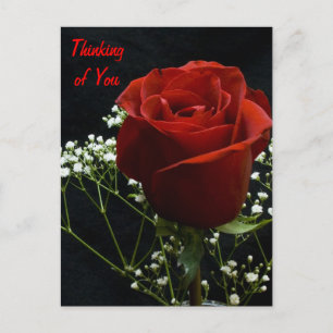 Red Rose Verticle Postcard