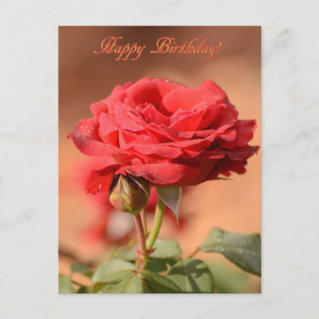 Red Rose with Bud Happy Birthday  Postcard (Front)
