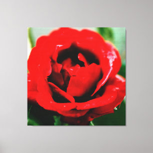 Red Rose with Dew Drops  Canvas Print