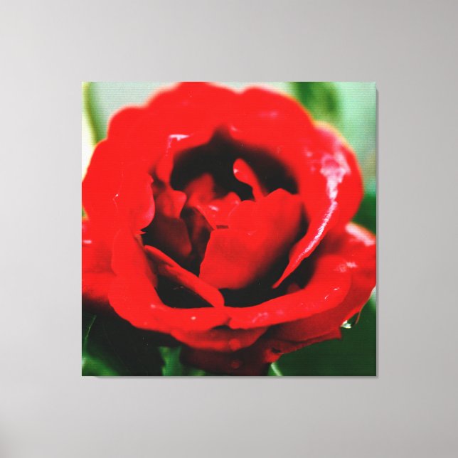 Red Rose with Dew Drops  Canvas Print (Front)