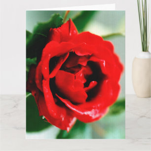 Red Rose with Dew Drops Card