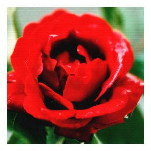Red Rose with Dew Drops  Photo Print