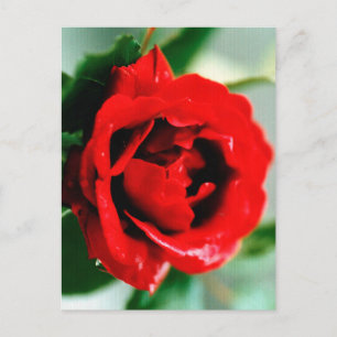 Red Rose with Dew Drops Postcard