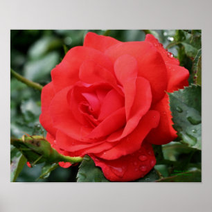 Red Rose With Raindrops Floral Poster
