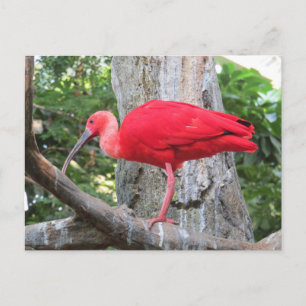 Red Roseate Spoonbill Exotic Bird Postcard